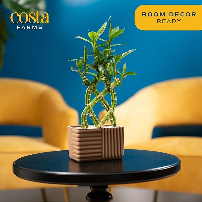 Costa Farms Lucky Bamboo Plant, Easy to Grow Live Houseplant in Indoor Bamboo Pot, Potting Mix, Grower's Choice, Birthday Gift, Home, Office, Plant Shelf Zen Room Decor, 12-Inches Tall