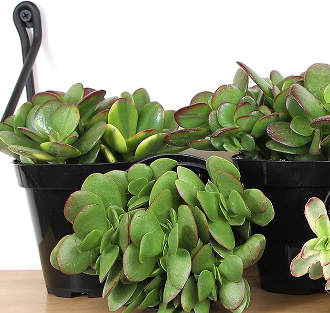 Altman Plants Classic Jade Plant Pack (6PK) Easy Plants, Variegated 'Mosaic' Jade Plants, Lemon Lime Succulent Plants, Live Succulents, Live Plants & Live House Plants in 3.5" Pots with Succulent Soil