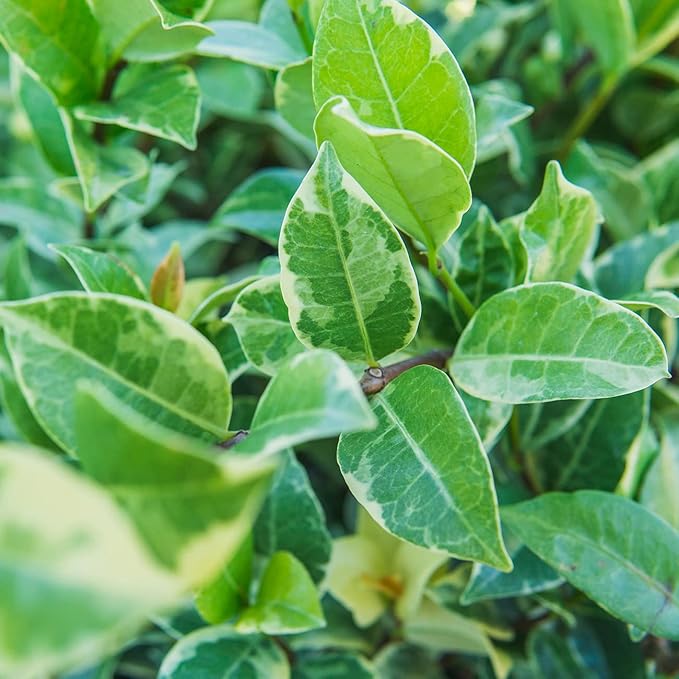 Perfect Plants Variegated Confederate Jasmine Vine Live Evergreen Outdoor Planting Creeping & Climbing Habit for Fences, Trellis, or Arbor, 3 Gallon Pot, Fragrant White Flowers