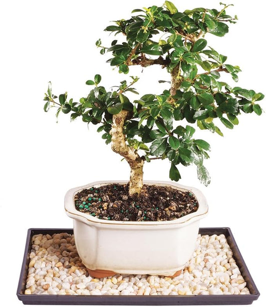 Brussel's Bonsai Live Fukien Tea Bonsai Tree - Small, 6 Year, 6 to 8 inches Tall - Indoor Bonsai Tree Live with Ceramic Bonsai Pot and Bonsai Tray