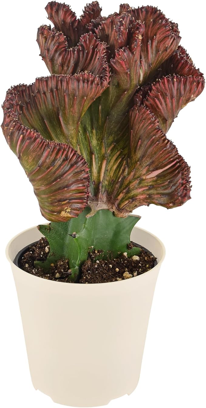Arcadia Garden Products Live Mermaid Tail Cactus Indoor Houseplant in Plastic Pot, Euphorbia lactea Cristata Crested Coral Succulent Plant Gift for Home and Garden Decor, 4-inch, Red