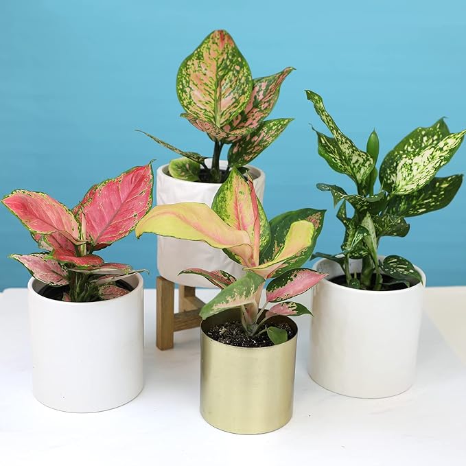 Chinese Evergreen Live Plant Assortment 4PK, Aglaonema Live Plant 4 Inch Plant Pots, Office Plants, Live House Plants Indoors, Live Plants Indoor Plants Live Houseplants Live Indoor by Plants for Pets