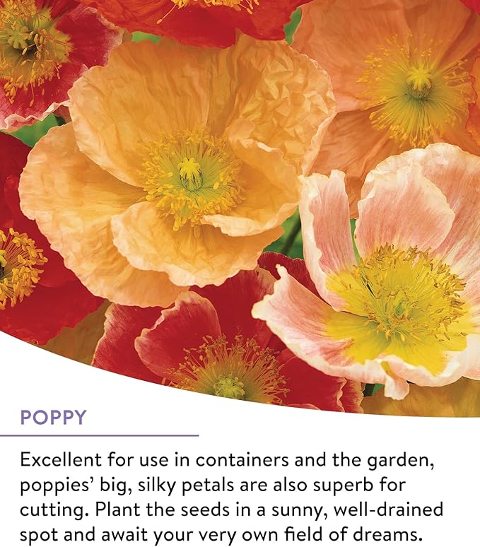 Burpee Wildflower 25,000 Bulk, 1 Bag | 18 Varieties of Non-GMO Flower Seeds Pollinator Garden, Perennial Mix