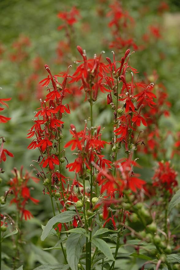 American Beauties Native Plants - Lobelia cardinalis (Cardinal Flower) Perennial, green foliage with red flowers, 1 - Size Container