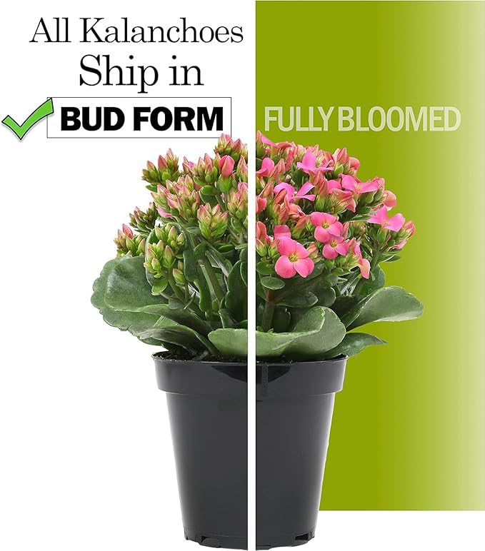 Kalanchoe Flower Plants 3PK, Desk Plant Decor, Live Succulent Gifts for Plant Lovers Gift Ideas, Kalanchoe Plants Live Houseplants Live Indoor, Live Succulents Plants Live Flowers by Plants for Pets