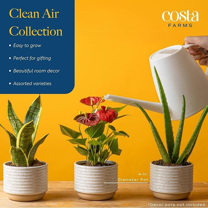 Costa Farms Live House Plants (6 Pack), Easy to Grow Live Indoor Houseplants, Grower's Choice Air Purifier Set, Potted in Indoors Garden Plant Pots, Potting Soil, Housewarming Gift, Home or Room Decor