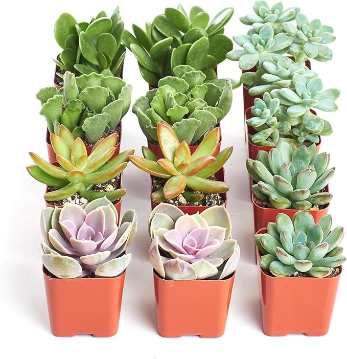 Shop Succulents Assorted Succulent Plant Pack Collection - Live Mini Succulent Plants, Low Maintenance, Mixture of Colors & Textures - Wedding and Party Favors, Gift & Garden, Pack of 12