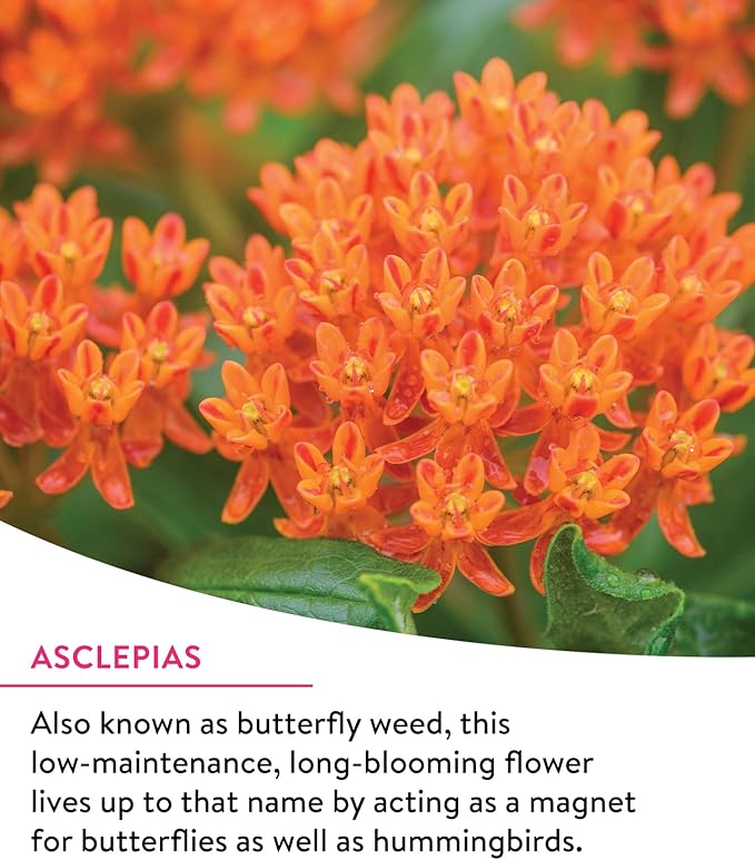 Burpee Wildflower Mix Monarch Sanctuary Seeds | 25,000 Non-GMO Seeds, 3 Types of Butterfly Weed Plus Cornflower, Lupine, Echinacea, and More | Pollinator Garden Attracts Monarch Butterflies