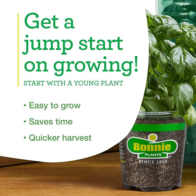 Bonnie Plants Lemon Balm Live Herb Plants - 4 Pack, Perennial In Zones 5 to 9, For Lemon Flavor In A Variety Of Dishes & Teas