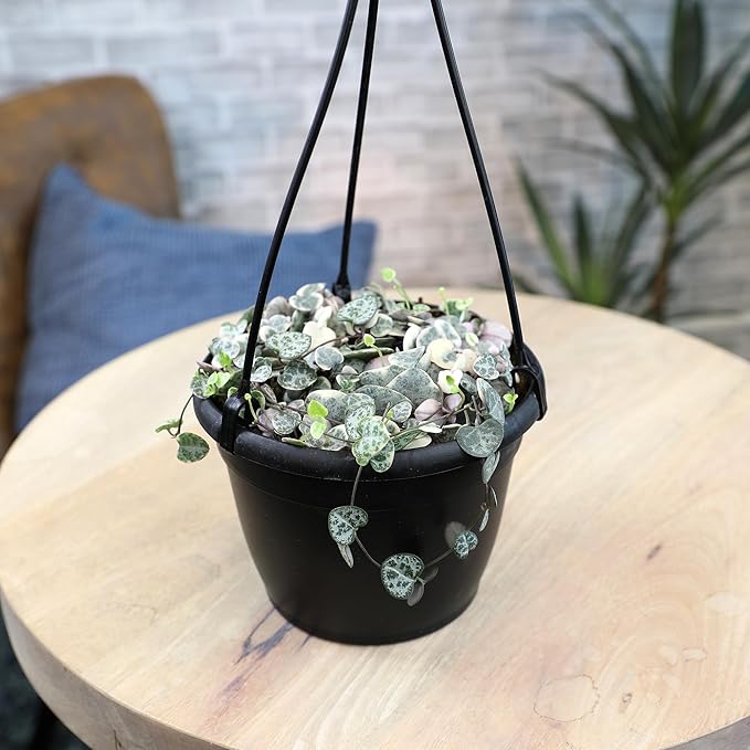 Variegated String of Hearts Hanging Basket, Ceropegia linearis Woodii, String of Hearts Plant Live Succulents Plants Live Houseplants, House Plants Indoors Live Indoor House Plants by Plants for Pets