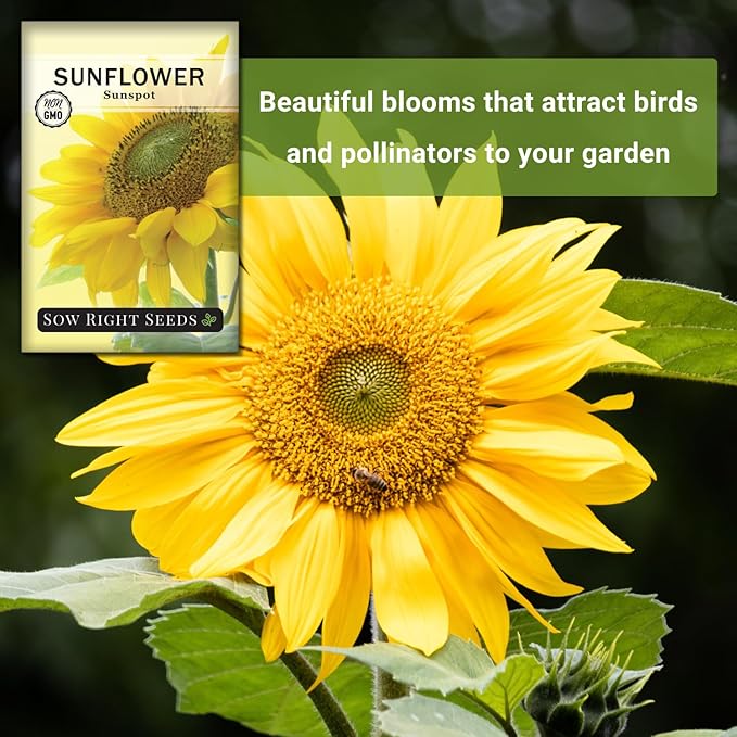Sow Right Seeds - Sunspot Sunflower Seeds for Planting - Grow Giant Sunflowers in Your Garden - Non-GMO Heirloom Packet Instructions for Growing - Outdoor Sunflower Garden - Bright Yellow Blooms(1)