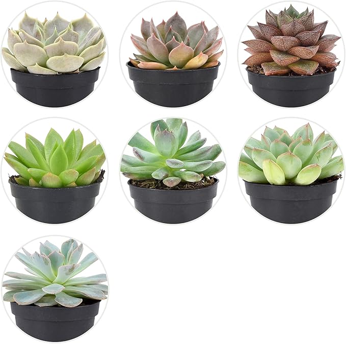 Arcadia Garden Products Live Assorted Mini Succulents in 2 in. Grower Pot, 28-Pack, Green (LV67) ***Cannot Ship to Hawaii***