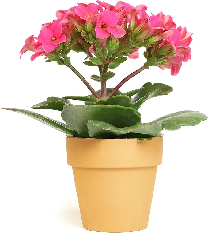 Kalanchoe Plant Succulents Plants Live Houseplants, Live Succulents Live House Plants in Clay Pots, Succulent Plants Live Plants Indoor Plants, Live Succulent Plant Lover Gifts by Plants for Pets