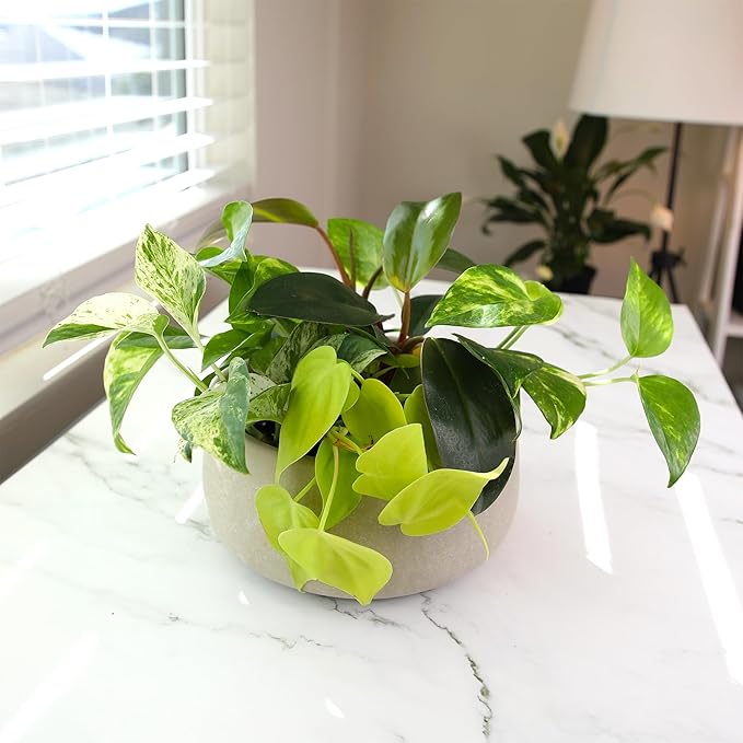 Plentiful Pothos & Philodendron (6-Pack), Pothos Live Plant Decor, Office Plants, Real Plants, Easy Indoor Plant, House Plants Indoors Live Plants Indoor Plants Live Houseplants by Plants for Pets