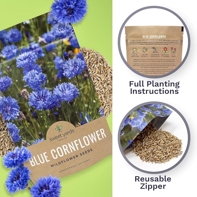 Blue Cornflower Seeds – Bachelor Buttons – Bulk Quarter Pound Bag – Over 20,000 Open Pollinated Non-GMO Wildflower Seeds – Centaurea cyanus