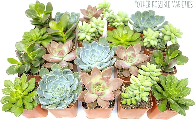 Succulents Plants Live in Garden Succulent Planters, Live Succulent Plants Live Plants in Taupe Planter Pot, Live Succulents Unique Gardening Gifts for Plant Lovers, Succulent Gifts by Plants for Pets