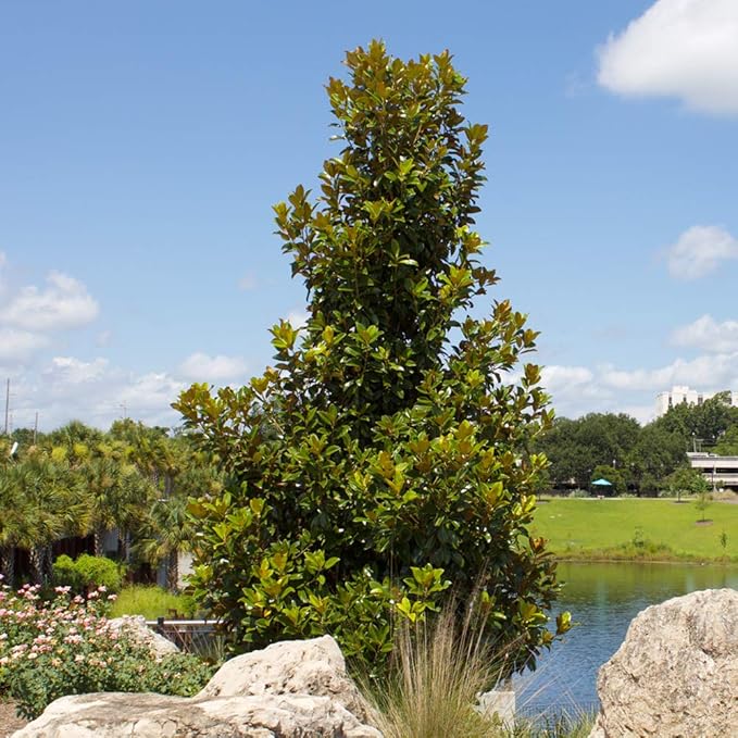 Perfect Plants Little Gem Magnolia Live Plant, 2-3', Includes Care Guide