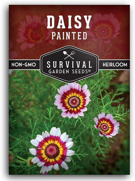 1 Pack Painted Daisy Seeds for Planting with Instructions to Grow Colorful Perennial Wildflowers in Your Home Flower Garden - Non-GMO Heirloom Pyrethrum Daisy Seeds - Survival Garden Seeds