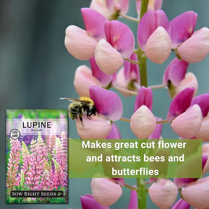Sow Right Seeds - Russell Lupine Seeds for Planting - Non-GMO Heirloom Packet with Instructions to Plant in Your Garden - Perennial Flower to Attract Hummingbirds and Bees - Spiked Wildflower Mix (2)