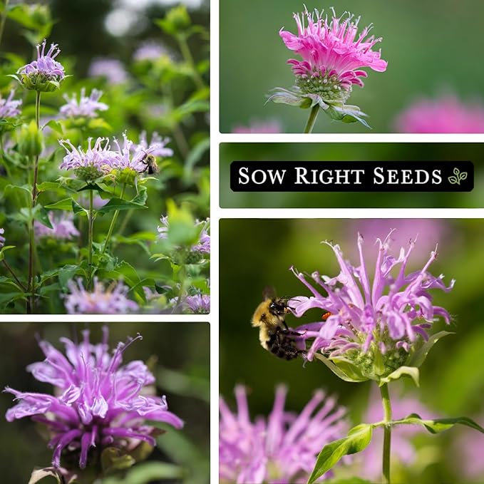 Sow Right Seeds - Bergamot (Bee Balm) Flower Seeds for Planting - Beautiful Flowers to Plant in Your Home Garden - Non-GMO Heirloom Packet with Instructions - Native Wildflower and Medicinal Herb (1)