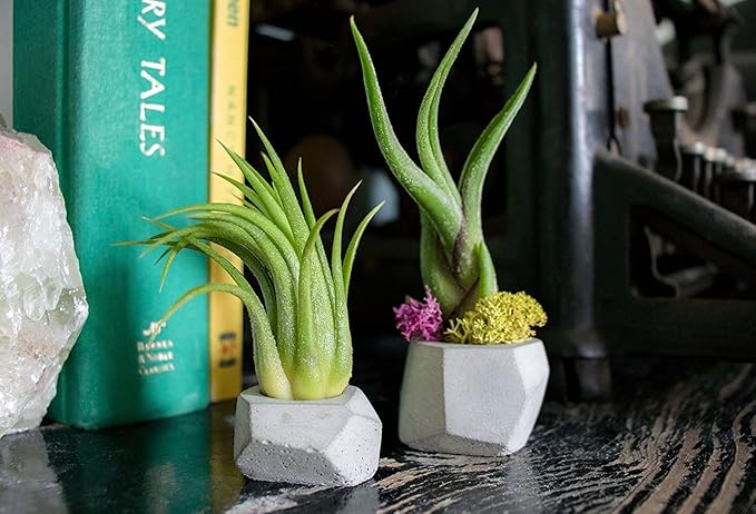 Altman Plants, 12 Air Plant Variety Pack - Small Tillandsia Terrarium Kit - Assorted Species of Live Tillandsia Tropical House Plants for Sale, 2 to 5 Inches Each - Air Plants for Indoor Home Decor