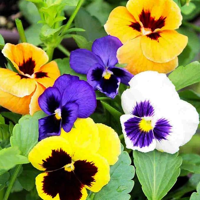 Pansy, Swiss Giant Mixed Color Flower Seeds, Pack of 2000+ Seeds by Seeds2Go