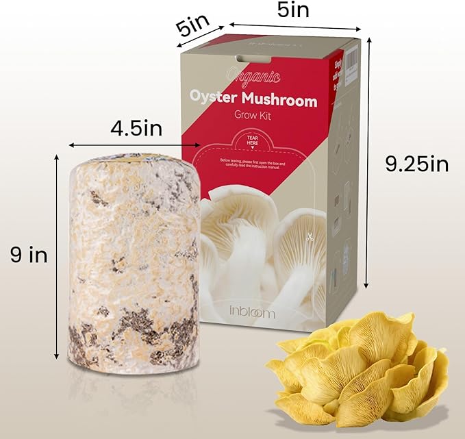 inbloom Large Organic Golden Oyster Mushroom Growing Kit (4 lbs), Double-Side Yellow Mushroom Grow Kit, MD USA Non-GMO Mushroom Kit, Harvest Mushrooms in 10 Days at Home, Indoor Gardening for Adults