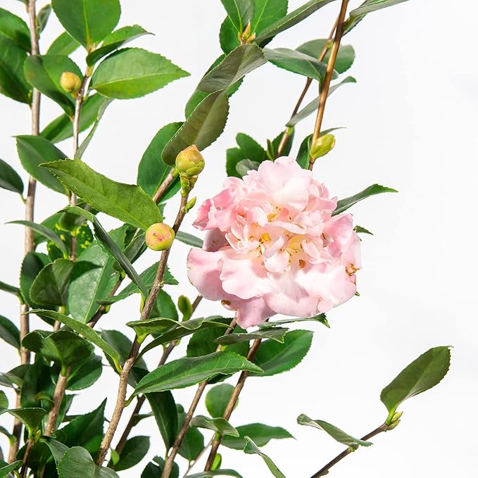 PERFECT PLANTS Live High Fragrance Camellia in 3 Gallon Grower's Pot | Evergreen Perennial That Loves Shade | Air Purifier with Beautiful Flowers and Sweet Blossom Scent