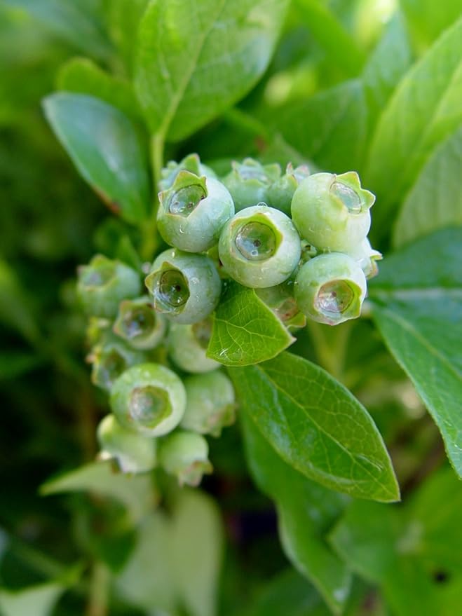 Vaccinium corymbosum 'Jersey' (HighBush Blueberry) Edible-Shrub, #2 - Size Container