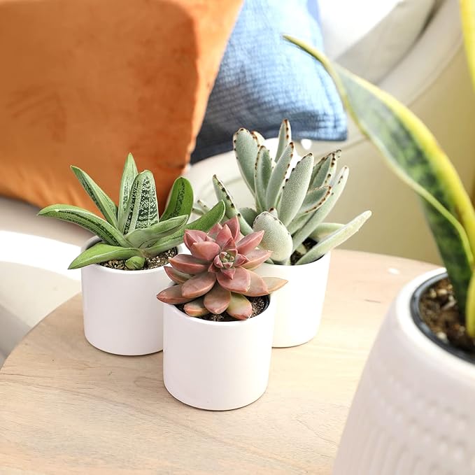 Plants for Pets Succulents (3 PK), Live Succulent Plants in White Pots, Mini Succulents Plants, Unique Gardening Gifts for Plant Lovers
