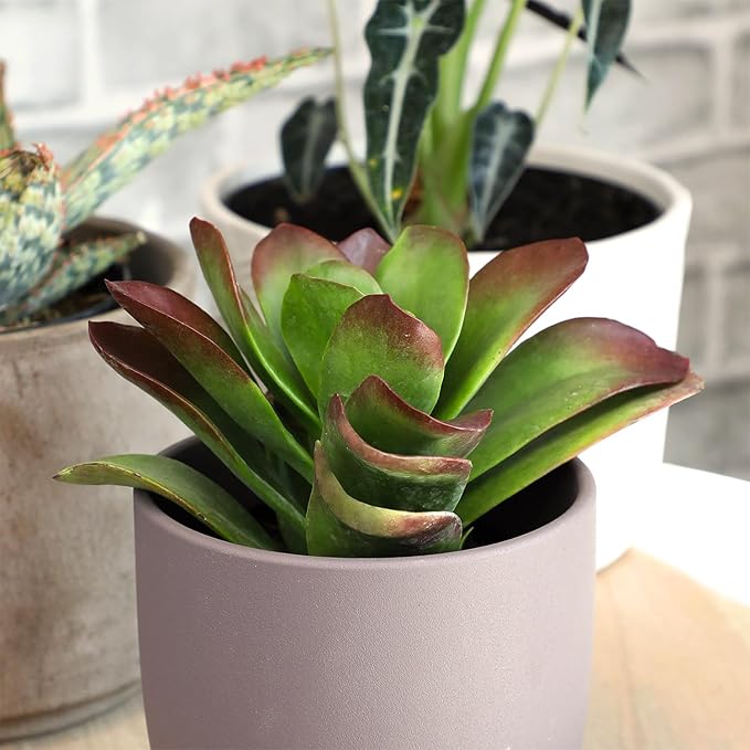 Altman Plants Desert Fire Live Succulents 4-Pack, Mini Plants Succulent Mix, Live Plants, Mini Succulents, House Plants, Live Succulent Plants, Outdoor & Indoor Plants for Event, Wedding, Kid Crafts