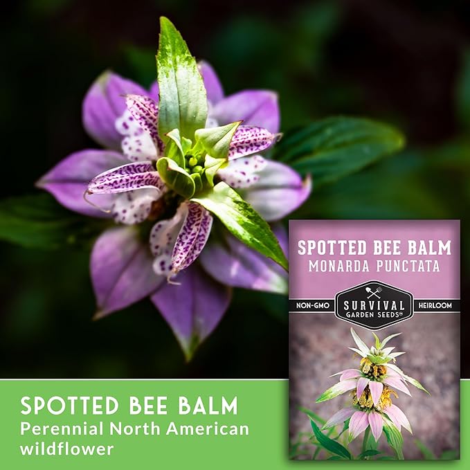 Survival Garden Seeds - Spotted Bee Balm Seed for Planting - 1 Packet with Instructions to Plant & Grow Monarda Punctata Your Home Herb Garden - Dotted Mint Wildflower Non-GMO Heirloom Variety