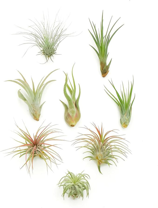 Shop Succulents | Assorted Collection of Live Air Plants, Hand Selected Variety Pack of Air Succulents | Collection of 8