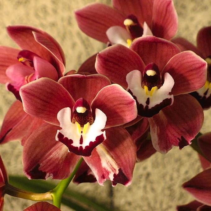 CHUXAY GARDEN Rare Red Cymbidium Orchid Seed 100 Seeds Ornamental Flowering Plant Houseplant Greenhouse Conservatory Plants Extremely Decorative