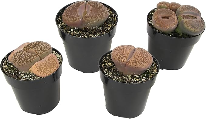 Altman Plants Giant Living Stones Succulents (4PK) XL Lithops Live Plants & Real Succulents, Pet Safe Plants & Live Succulent Plants, 2.5" Pots, Pet Friendly Plants, Live Plants in Succulent Soil Mix