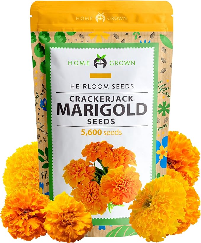 HOME GROWN Marigold Seeds Bulk Mix - 5600+ Crackerjack Marigold Flower Seeds for Planting Outdoors - Flowers Seed for Companion Planting - Wildflower African Marigold Seeds (Tagetes erecta)