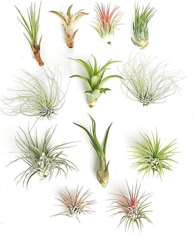 Shop Succulents | Assorted Collection of Tropical Tillandsia Air Plant Kit, Hand Selected Variety Pack | Collection of 12
