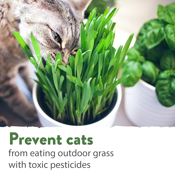 1 Pound Cat Grass Seeds for Cat & Kittens - 100% π‘π’π‘-ππ π’ π¨π¦π, Heirloom | Grow Fresh Kitty Grass for Chewing | Pet Grass for Cats Indoor Garden | Wheatgrass Seeds for Pets | Healthy Cat Greens