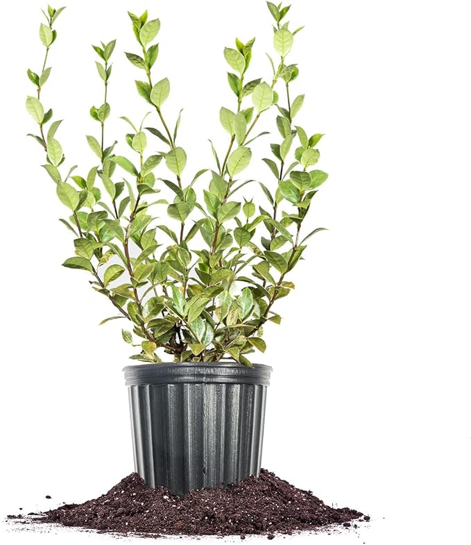 Perfect Plants Variegated Confederate Jasmine Vine Live Evergreen Outdoor Planting Creeping & Climbing Habit for Fences, Trellis, or Arbor, 3 Gallon Pot, Fragrant White Flowers