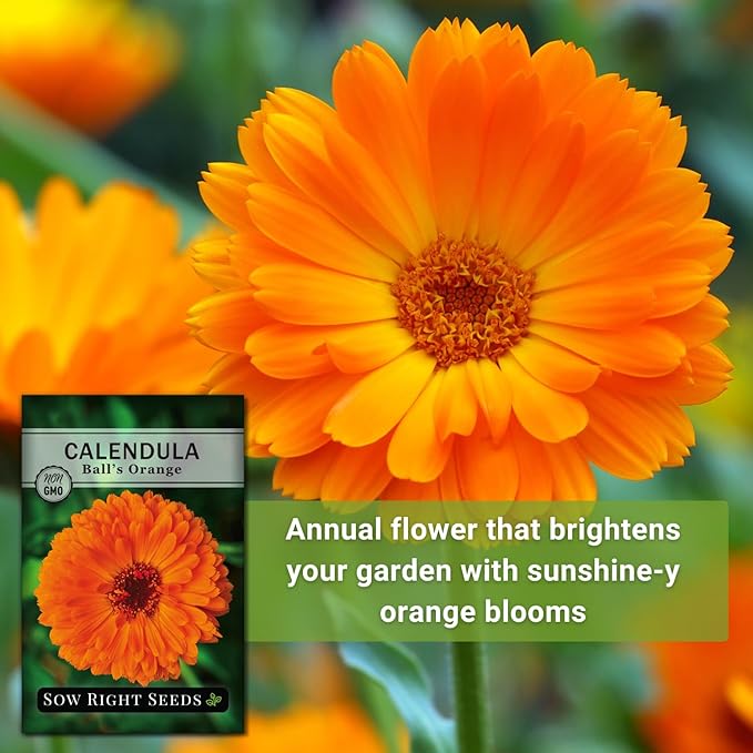 Sow Right Seeds - Ball’s Orange Calendula Seeds for Planting - Non-GMO Heirloom Packet with Instructions to Plant a Home Garden - Medicinal Orange Blooms That Pollinators Love - Grow Herbal Tea (2)