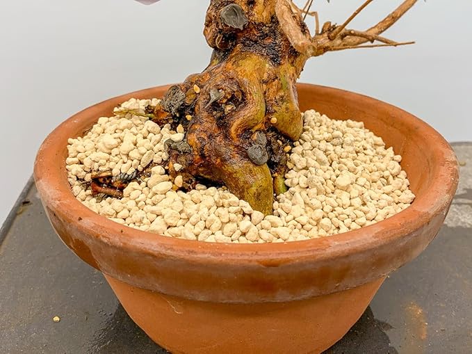 Elevate Your Bonsai with Gardenera's Premium Kanuma Soil Amendment - Enhances Aeration and Drainage - 4 Quart