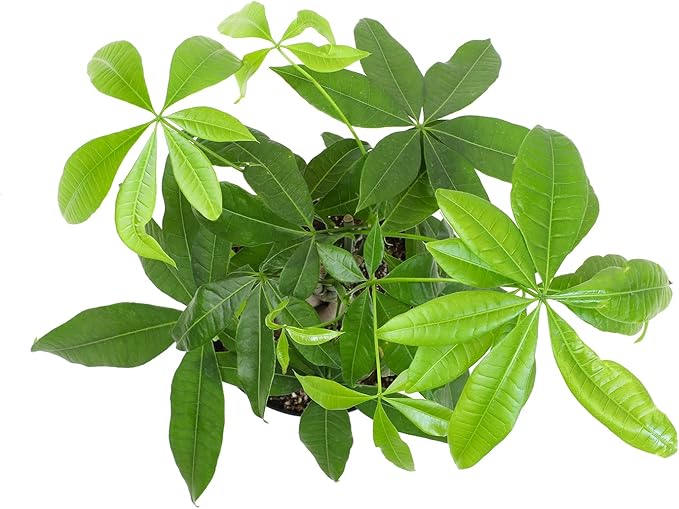 Money Tree Plant Indoor House Plants, Chinese Money Plant Decor, Bonsai Tree Feng Shui Decor, House Plants Indoors Live Plants Indoor Plants Live Houseplants Live Indoor Live Plants by Plants for Pets