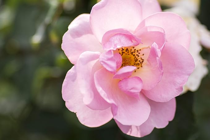 Green Promise Farms KOROSPCHK Rosa Peachy Knock, 3-Size Container, Peach Flowers