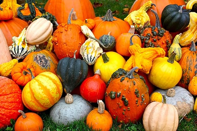 Decorative Pumpkin Seed Mix Ornamental Gourd Squash Mix 10 Non-GMO Seeds for Planting