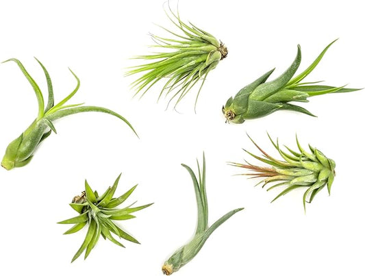 Tillandsia Air Plants Live Indoor Plants (6PK), Airplants Variety Live Plant Kit, Tropical Plants Live Houseplants, Air Plant Live Succulents Plants Live Plants Indoor House Plants by Plants for Pets