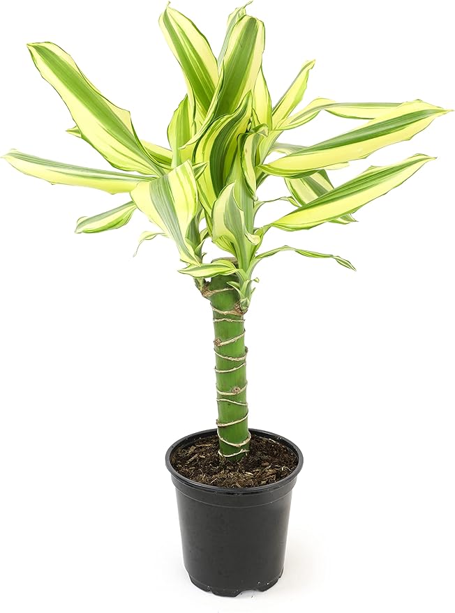 Dracaena Steudneri Moonlight 4 Pack House Plant, 4 Inch Pots for Plants, Dragon Tree Plants for Delivery Prime, Low Light House Plants, Live Plants Indoor Plants Live Houseplants by Plants for Pets