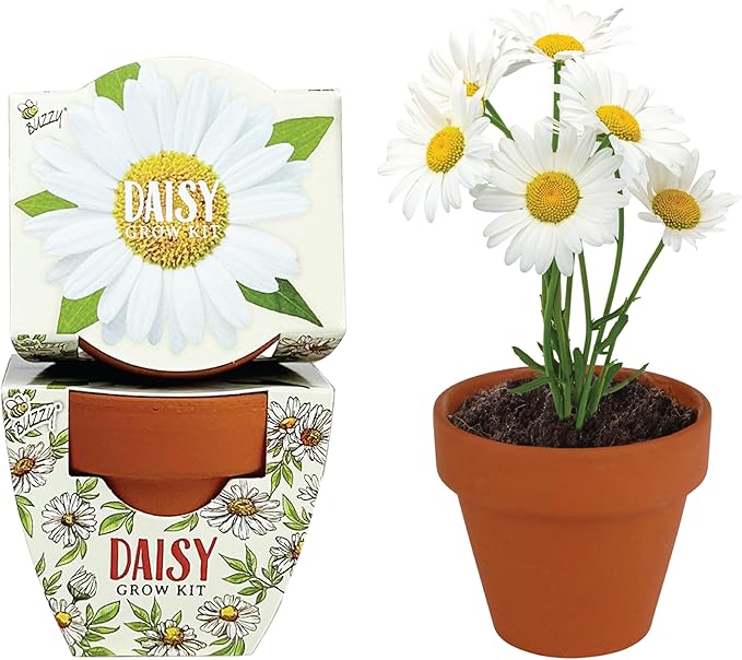 BUZZY Terracotta Mini Grow Pots for Adults and Kids | Daydream Daisy Flower | 12-Count case| Best Gardening Gifts or Party Favors for Wedding, Birthday, Shower, Valentine | Guaranteed to Grow…