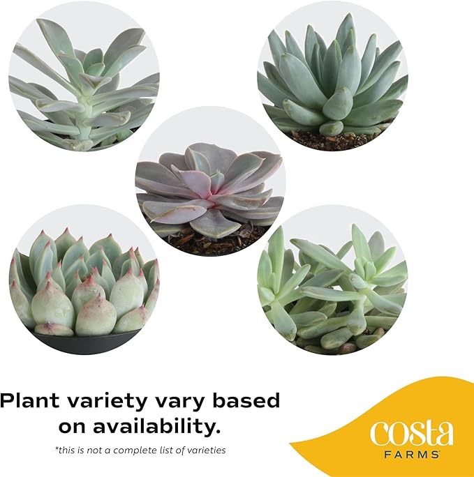 Costa Farms Grower Pot, 4-Pack Echeveria Succulents Live Indoor Plant 3-Inches Tall, in Grower's Pot