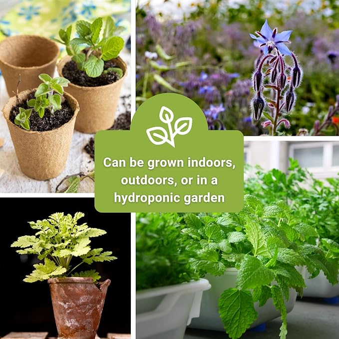 Sow Right Seeds - Extra Large Medicinal Herb Seed Collection for Planting - Lemon Balm, Lavender, Yarrow, Echinacea, Bergamot, Chamomile, Calendula, Mint & More - Non-GMO Heirloom, Home Remedies