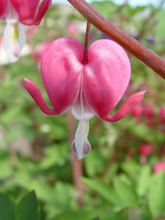 Dicentra spectabilis (Old Fashioned Bleeding Heart) Perennial, pink flowers, 1 - Size Container